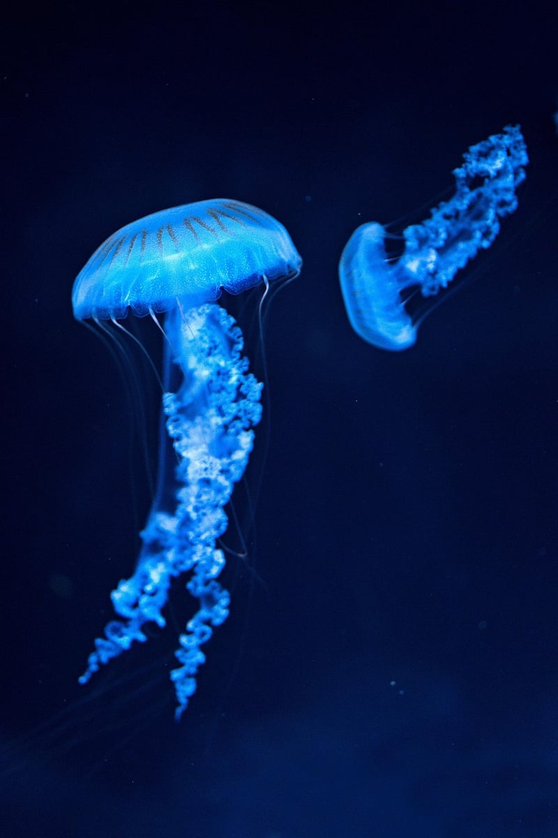 Marine Species