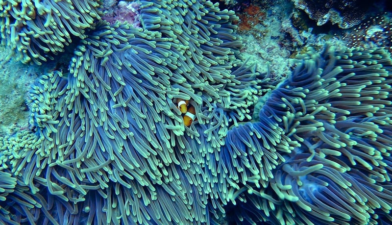 Underwater Coral Reef